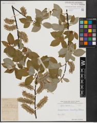 Foto von Salix caprea L.
